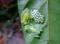 Ranas transparentes