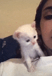 gatito cariñoso