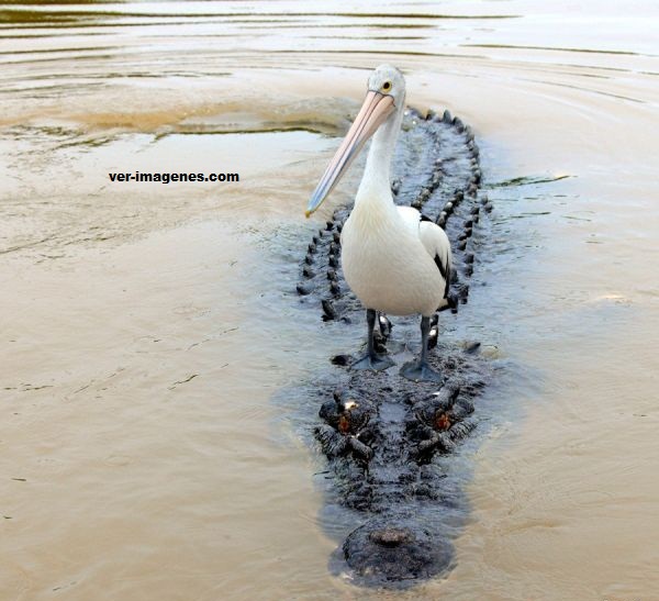 Imagen El paseo de un pelícano sobre un cocodrilo!