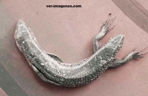 Imagen Aparece serpiente de dos cabezas y cuatro patas en Liuzhou, China