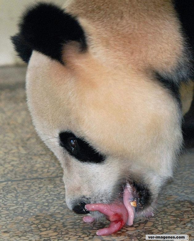 Imagen de Fotos De Un Osito Panda Recien Nacido