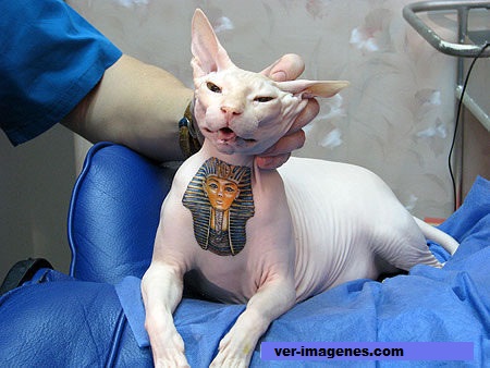 Imagen de Tatuajes En Gatos