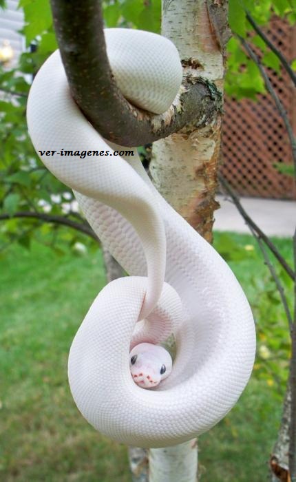 Imagen de Un Hermosa Serpiente Piton Albina