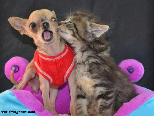 Imagen de Un Perrito Chihuahua Sorprendido Al Recibir El Beso De Un Gatito