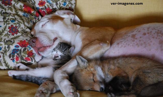 Imagen de Que Bonita Familia! Un Perrito, Un Gatito Y Un Zorrito Durmiendo Juntos