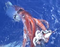 Imagen de Calamares Gigantes