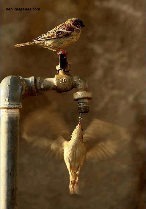 Imagen de Colibrí Bebiendo Agua