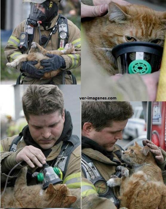 Imagen de Bombero Salva La Vida A Un Gato