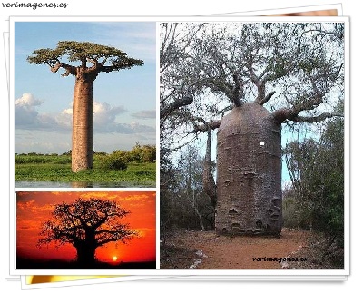 Imagen de El árbol De Baobab. Árbol Botella O Pan De Mono