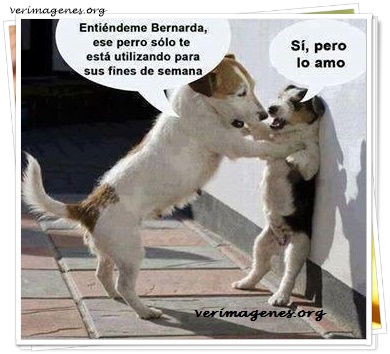 Imagen de Entiéndeme Bernarda, ese perro solo te está utilizando