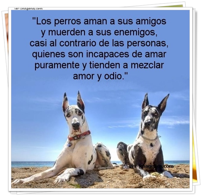 Imagen de Los Perros Aman A Sus Amigos